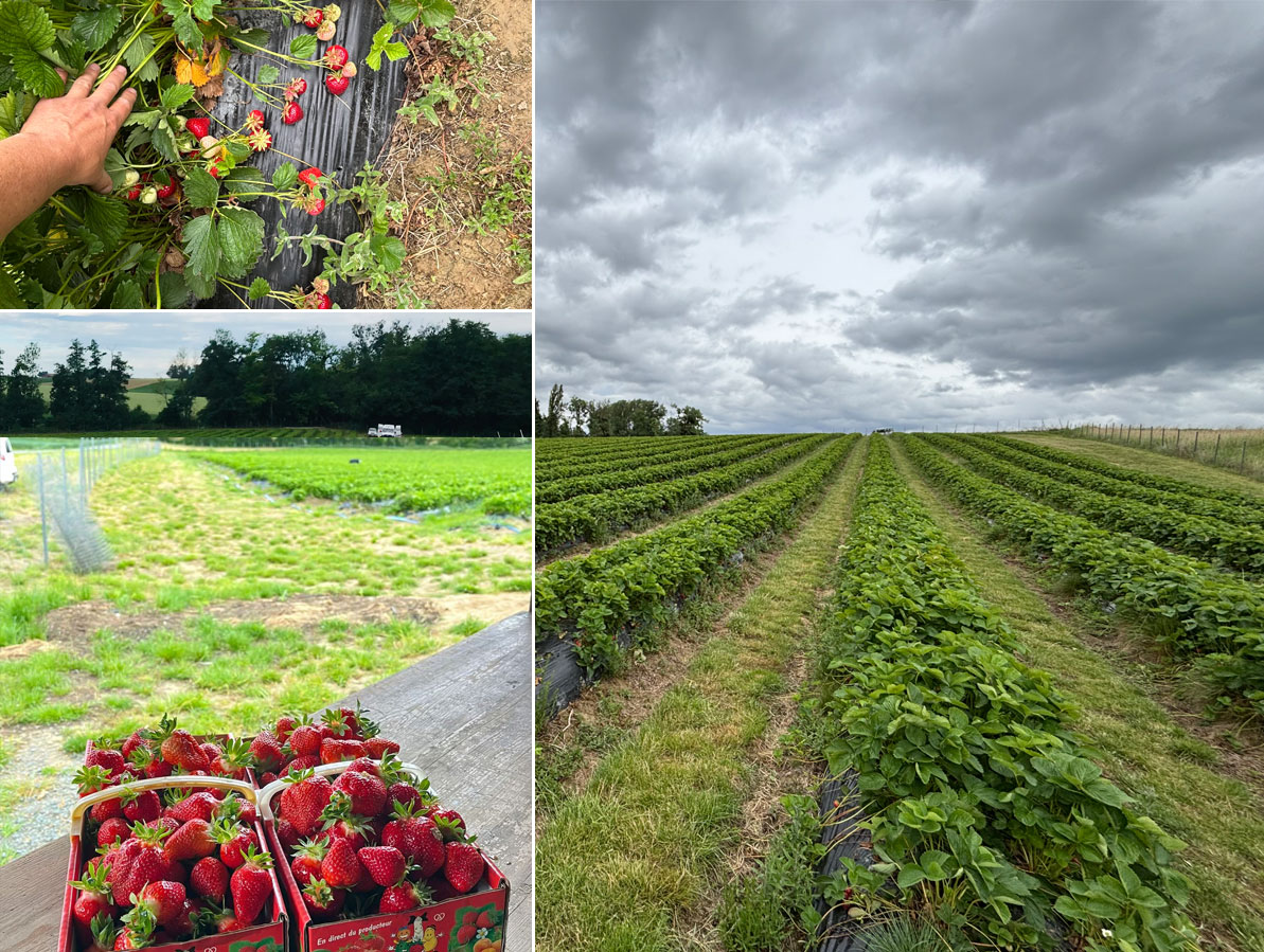 Les fraises, c'est le moment d'en profiter !