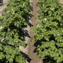 Rhubarbe, cassis, groseilles et framboises, salades, haricots et pommes de terre