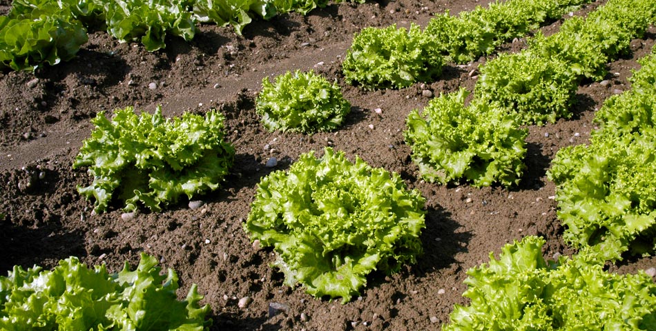 Fruits et légumes de saison à la ferme Boetsch-Wolf